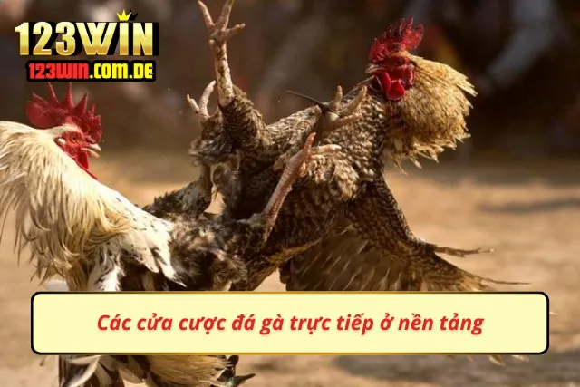 Cập nhật các loại cửa ở đá gà 123WIN